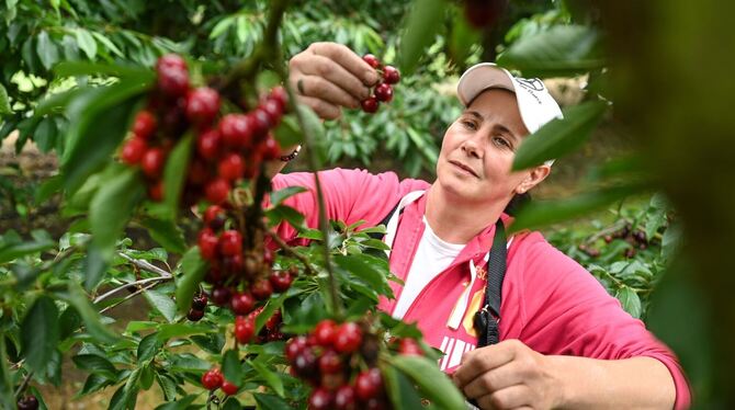 Eine Erntehelferin pflückt Kirschen auf einer Obstplantage