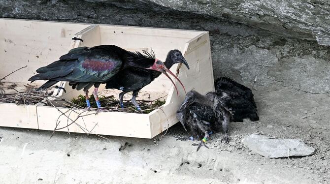 Waldrapppaare nehmen Nest in Felswand nicht an