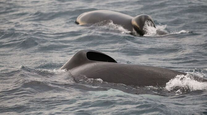 Orca-Pärchen