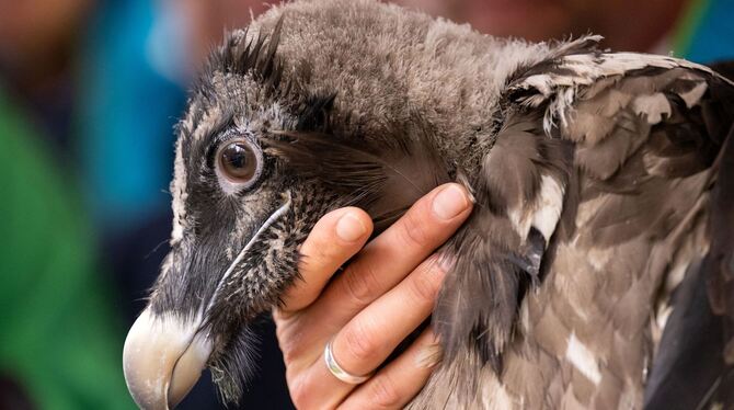 Bartgeier Dagmar Bartgeier Dagmar