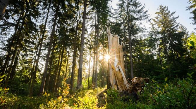 Die Waldgebiete rund um Sonnenbühl sind aus dem Hitzesommer etwas besser gekommen als Waldflächen unterhalb der Schwäbischen Alb