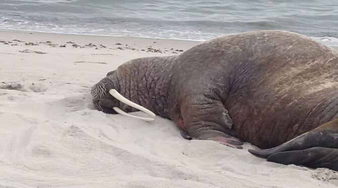 Erstmals Walross auf Rügen gesichtet - Strand gesperrt