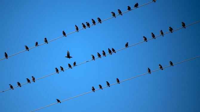 Vögel auf Stromleitungen