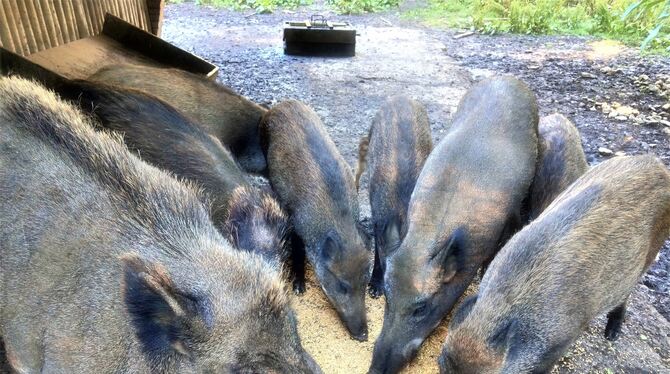 Die Wildschweine werden jeden Tag mit gesundem Futter gut versorgt.  FOTO: BÖHM