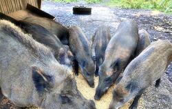 Die Wildschweine werden jeden Tag mit gesundem Futter gut versorgt.  FOTO: BÖHM