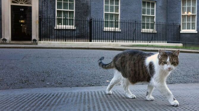 Kater Larry aus Downing Street Number 10