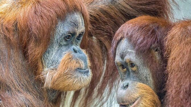 Orang-Utans in der Stuttgarter Wilhelma