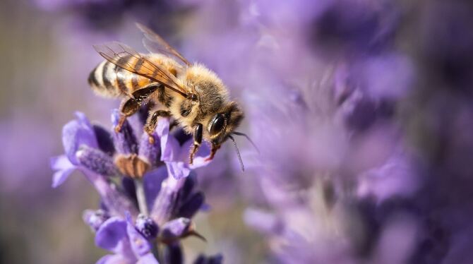 Eine Biene sitzt auf einer Lavendelblüte Eine Biene sitzt auf einer Lavendelblüte