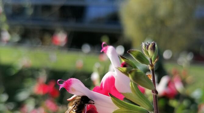 Wildbienen brauchen bestimmte Pflanzen (links). Und im Wengert wachsen nicht nur Reben.  FOTOS: LANDWIRTSCHAFTSAMT