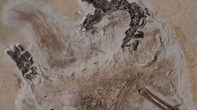 Fossil des Sauriers Ubirajara