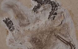 Fossil des Sauriers Ubirajara