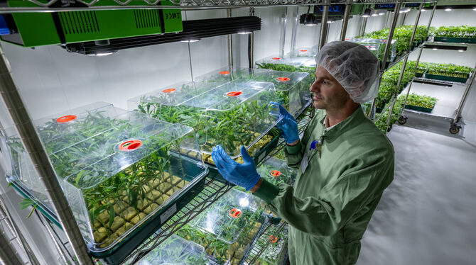 Cannabis-Setzlinge im Klonraum eines Pharma-Unternehmens. Die Regierung will Haschisch legalisieren.  FOTO: SCHMIDT/DPA