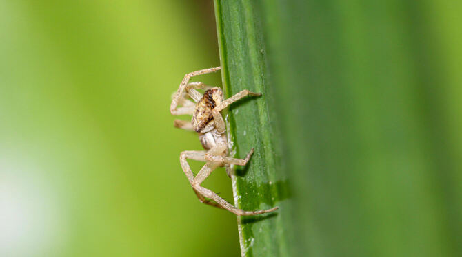 Eine Kräuseljagdspinne sitzt auf dem Blatt einer Wasserlilie.