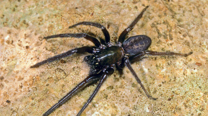 Eine Fischernetzspinne (Segestria florentina) sitzt auf einem Stein.