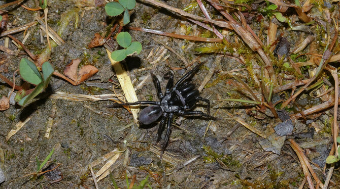 Tapezierspinnen leben in Röhren in der Erde und werden 1,5 Zentimeter groß.