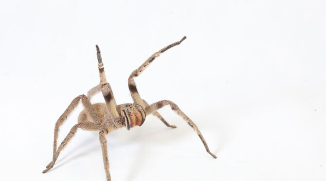 Die brasilianische Wanderspinne macht mit ihren Vorderbeinen eine Drohgebärde.