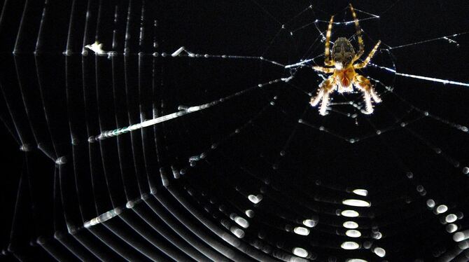 Eine Spinne sitzt in ihrem Netz