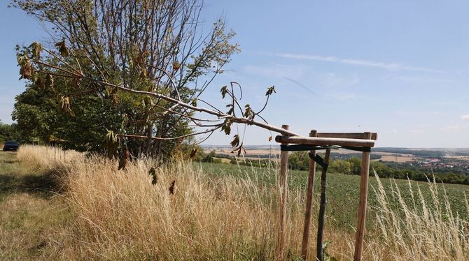 Erneut Gedenkbäume für KZ-Opfer beschädigt Erneut Gedenkbäume für KZ-Opfer beschädigt