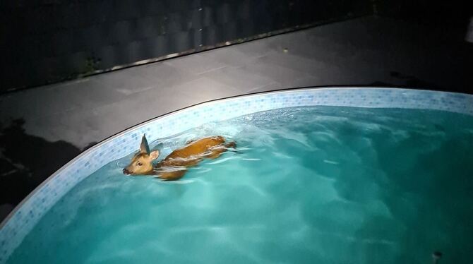 Reh aus Pool gerettet