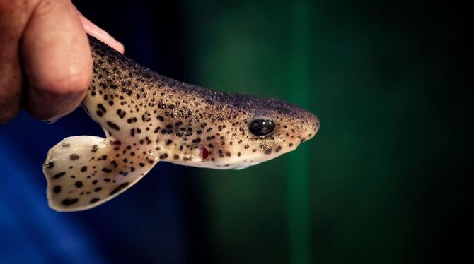 Katzenhaie vor Borkum ausgewildert