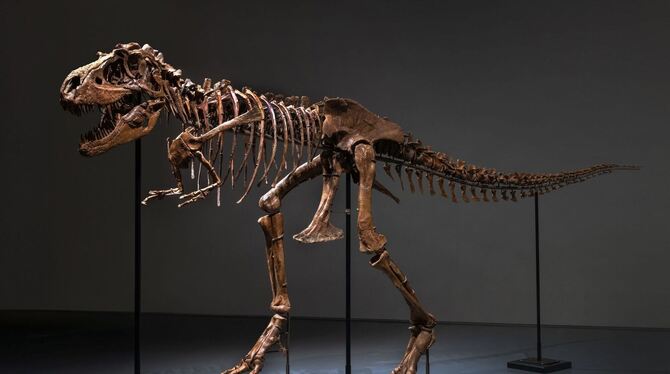Gorgosaurus-Skelett