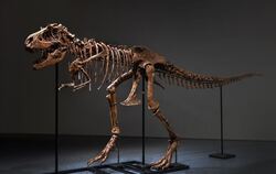 Gorgosaurus-Skelett