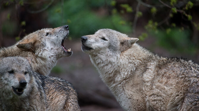 Wölfe sind sehr soziale Wesen, die am liebsten in Familienverbänden leben.  FOTO: GOLLNOW/DPA