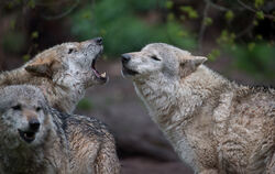 Wölfe sind sehr soziale Wesen, die am liebsten in Familienverbänden leben.  FOTO: GOLLNOW/DPA