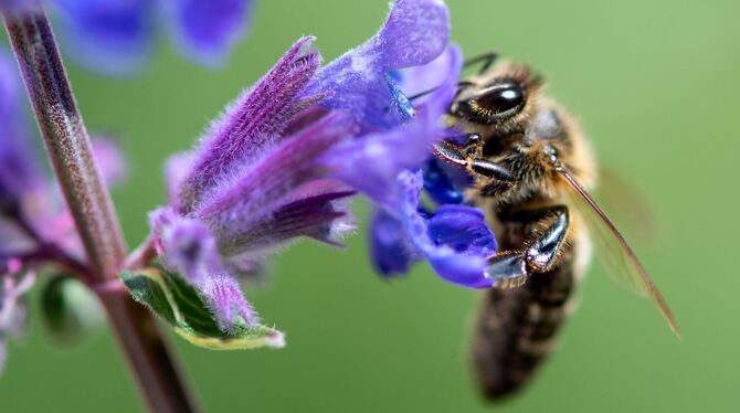 Biene auf Blüte Biene auf Blüte
