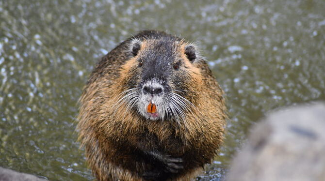 Ein Nutria watet durch einen fast ausgetrockneten Fischteich. Ein Nutria watet durch einen fast ausgetrockneten Fischteich.