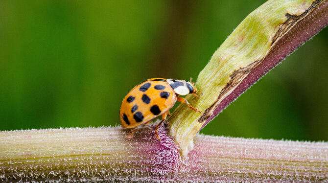 Ein asiatischer Marienkäfer krabbelt an einem Stängel hoch. Ein asiatischer Marienkäfer krabbelt an einem Stengel hoch.