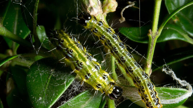 Die ausgewachsenen Raupen eines Buchsbaumzünslers sind leicht erkennbar und sehr gefräßig. Die ausgewachsenen Raupen eines Buchsbaumzünslers sind leicht erkennbar und sehr gefräßig.