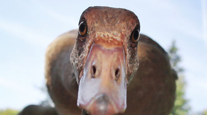 Nilgänse verteidigen ihre Brut im Frühjahr und werden bissig. Nilgänse verteidigen ihre Brut im Frühjahr und werden bissig.