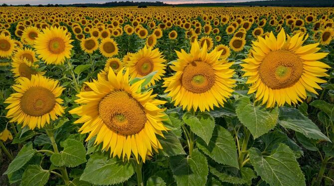 Anbau von Sonnenblumen