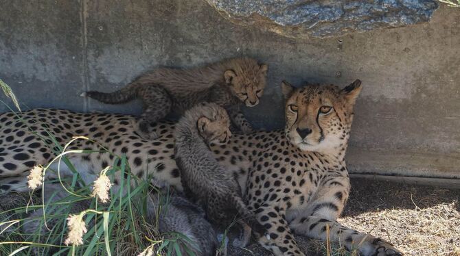 Gepardin und Fünflinge nach Zucht in Stuttgart Gepardin und Fünflinge nach Zucht in Stuttgart