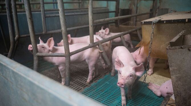 Weniger Rinder und Schweine im Südwesten geschlachtet