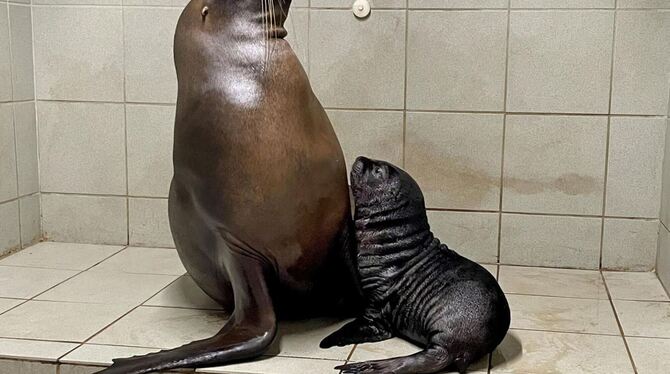 Robben-Mädchen Yuna Robben-Mädchen Yuna