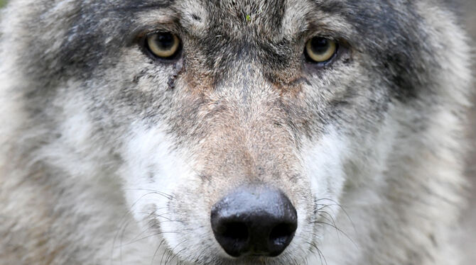 Ein Wolf in der Nähe: Das macht manchem Angst.  FOTO: CARSTEN REHDER/DPA