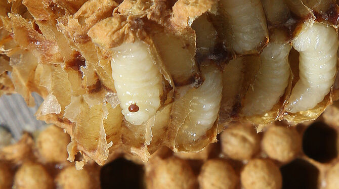 Eine Varroa-Milbe sitzt in einer Wabe auf einer Drohnenpuppe. Eine Varroa-Milbe sitzt in einer Wabe auf einer Drohnenpuppe.
