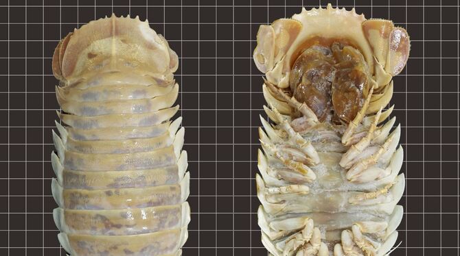 Forscher identifizieren neue riesige Assel-Art in der Tiefsee