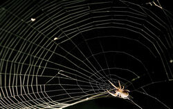 Die braune Kugelspinne besitzt eine Körperlänge von 3-5 mm bei Weibchen, die Männchen sind kleiner. Kugelspinnen sind nach den K