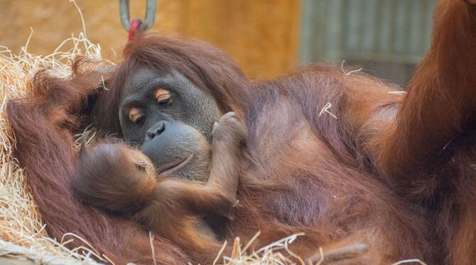 Orang-Utan Orang-Utan