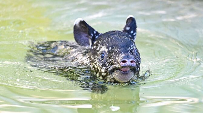Schabrackentapir Nachwuchs Schabrackentapir Nachwuchs