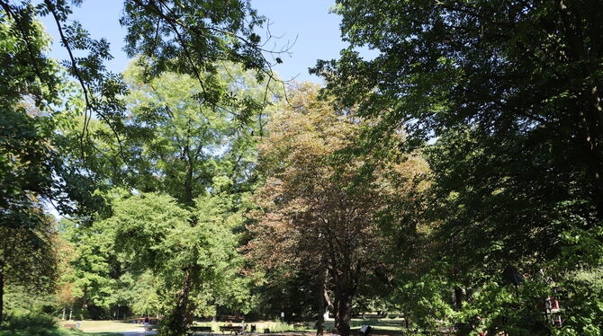 Folgen des Klimawandels sind auch im Stadtgarten zu besichtigen: Einige Bäume haben bereits Trockenschäden.  FOTO: REISNER