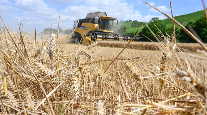 Die Hitze und Trockenheit konnten dem Ernteertrag in der Region nicht viel schaden. FOTO: WEISSBROD/DPA