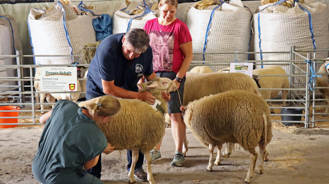 Bevor Schafe und Böcke in St. Johann unter den Hammer kamen, untersuchte der Schafherdgesundheitsdienst die Tiere sorgfältig. FO