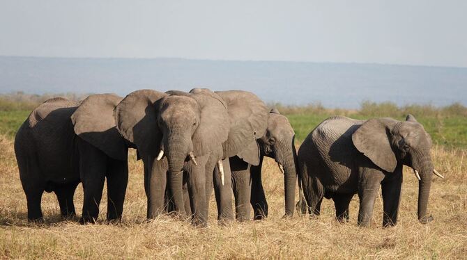 Elefanten im Ruaha-Nationalpark