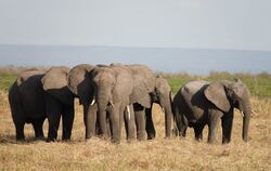 Elefanten im Ruaha-Nationalpark