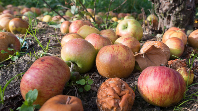 Jede Menge Fallobst dieses Jahr. FOTO: DPA