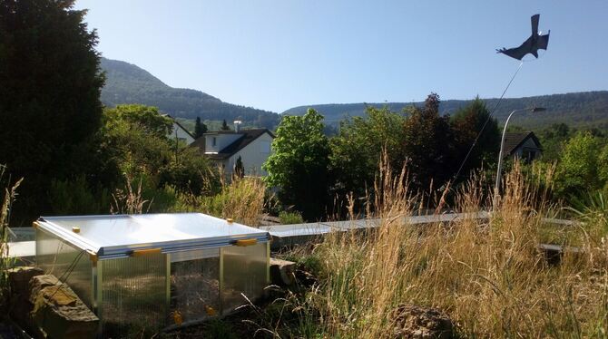 Paradies für Landschildkröten in Mössingen: ein kleines Gewächshaus mit einem gut strukturierten Außengelände bietet Andrea Sail